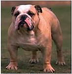 Which Dog can be compared to the Z !!!-bdog.jpg