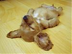 Which Dog can be compared to the Z !!!-n2o_1216_72064_1.jpg