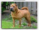 Which Dog can be compared to the Z !!!-twister-kleindochter-van-varcha.jpg
