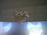 Huge bird poo on my Z (PICS)-im000435.jpg