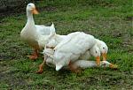 hey guys, does aluminum foil keep hot air away?-ducksmating1w.jpg