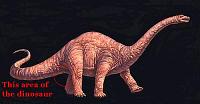 What is a &quot;Butt Dyno&quot;?-apatosaurus.jpg