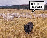 How important is your color to you?-racist-sheep.jpg