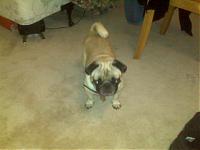 Pugs in a Z-img00182.jpg