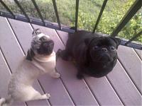 Pugs in a Z-pic-0027-sized.jpg