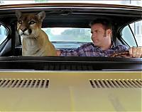 Need help on preventing theft...-ricky-bobby-cougar.jpg