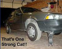 How do you lift the car?-strong-20cat.jpg