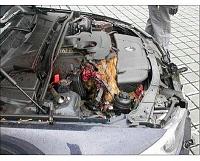 Please Help! Mice in the Z!!!!-deer-inside-bmw-engine.jpg