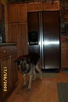 new pics w/new camera-guiltysheppard.jpg