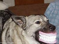 New 350z mods-dog_teeth.jpg