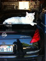 Keeping away cats from chillin' on your car.-052.jpg