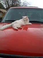 Keeping away cats from chillin' on your car.-043.jpg