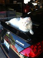 Keeping away cats from chillin' on your car.-055.jpg