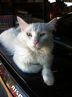 Keeping away cats from chillin' on your car.-056.jpg