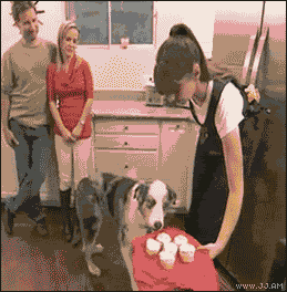 Name:  dog_eyes.gif
Views: 75
Size:  1,006.9 KB