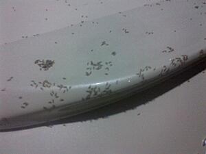 Insects mating on my yellow 350z? lol-pxknnp0h.jpg