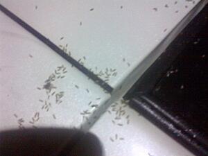 Insects mating on my yellow 350z? lol-35hzh4hh.jpg
