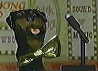 WRX - Give me a break!-triumph.jpg