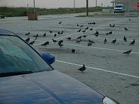 A REAAAALLY bad place to park your Z-dscf0018.jpg