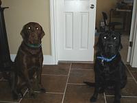 Pics of my whole car, from far away it looks good &amp; me and my dogs!-cat-350z2-035.jpg