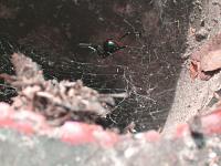 a spider lives in my z!-blkwidow-003.jpg