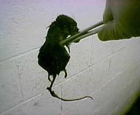 I found a friggin Dead Rat in my Bumper!-dead-rat.jpg