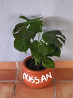 all Z owners look at this-new-plant.jpg