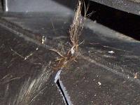 i killed ranger rick!...but my bumper:(   (pix)-coon-killer.jpg
