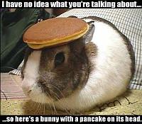 Help me drive stick!-bunny.jpg