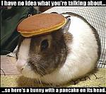 Im a girl, can i have some advise?-bunny.jpg