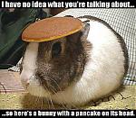 A noob needs help please!!!-bunnycake.jpg