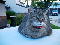 Is my 20lb cat bad for the top, weight wise?-imgp0004121.jpg