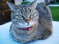 Is my 20lb cat bad for the top, weight wise?-121.jpg