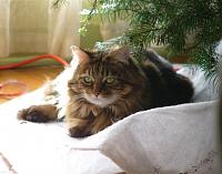 Is my 20lb cat bad for the top, weight wise?-p1000890.jpg