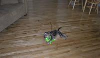 Is my 20lb cat bad for the top, weight wise?-p1010039.jpg