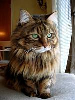 Is my 20lb cat bad for the top, weight wise?-019.jpg