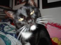 Is my 20lb cat bad for the top, weight wise?-dsc01686.jpg