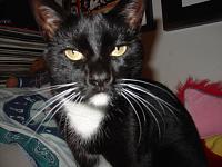 Is my 20lb cat bad for the top, weight wise?-dsc01688.jpg