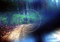 Favorite Roads to Drive-emus.jpg
