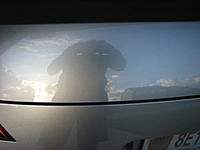 What wax looks better?-rear-small-reflection.jpg