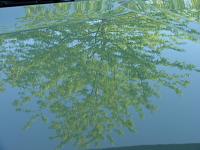 Anyone with PICS of waxed PPW Z?-reflection_02.jpg