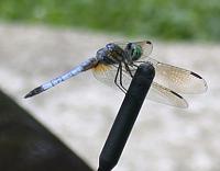 zaino attracts bugs??-z-07-20-03-dragonfly.jpg