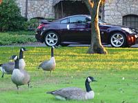 Zaino attracts geese-dsc01259.jpg