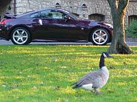 Zaino attracts geese-dsc01260.jpg
