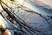 Springtime with a Super Black Z-oak-reflectoin2-for-posting.jpg
