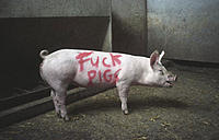 Car Impounded!-pig_220604_02.jpg