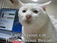 gay dealership-serious-cat.jpg