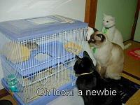 Pulling tranny-cats.50629593.jpg
