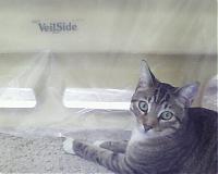 Veilside 2 full kit ordered!-sp_a0020.jpg