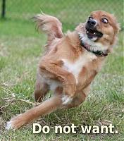 Eyelids-do-not-want-dog-1-.jpg